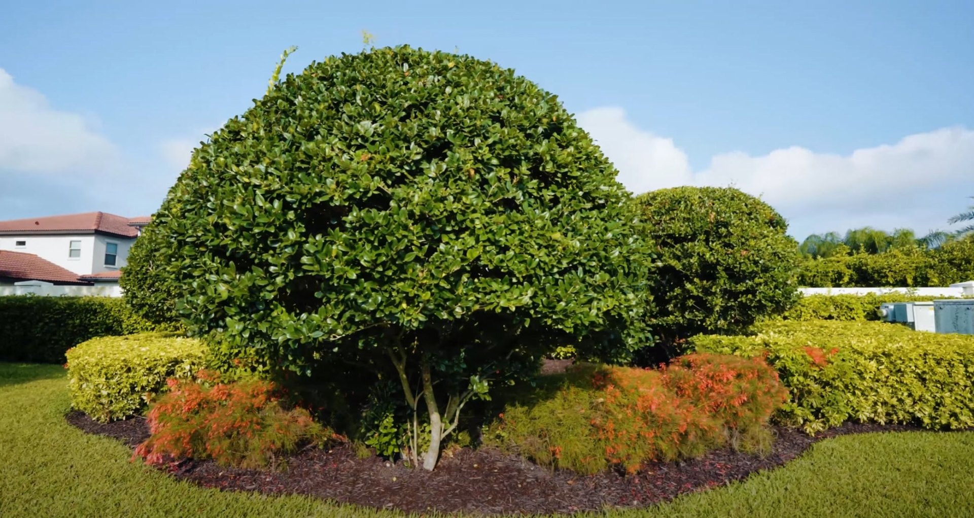 Professional tree and shrub landscaping with rounded topiary trees and colorful fall plantings